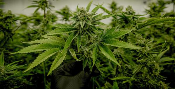 Marijuana 101: Cannabis in Ann Arbor