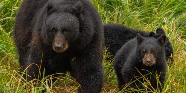 Black Bear and Cubs 2025