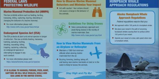alaska-marine-mammal-viewing-guidelines