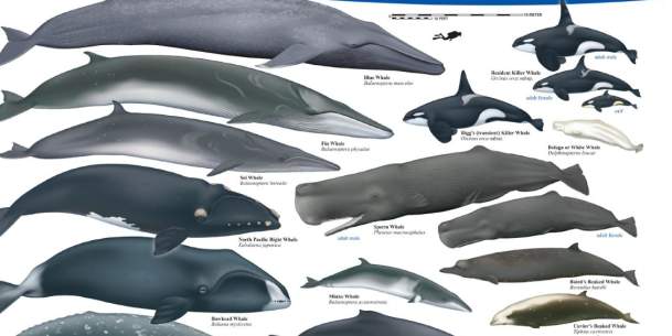 marine-mammals-of-the-us-north-pacific-and-arctic