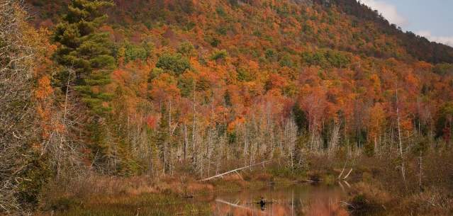 Fall foliage on a mountain