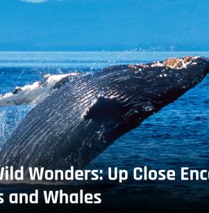 Alaska's Wild Wonders: Up Close Encounters with Bears and Whales
