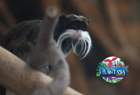 Summer adventures at Plantasia July 2026