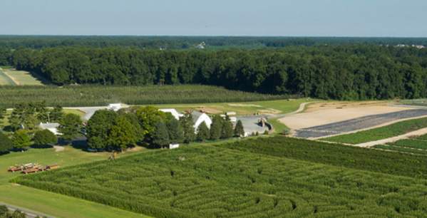Christmas Tree Farms in Delaware