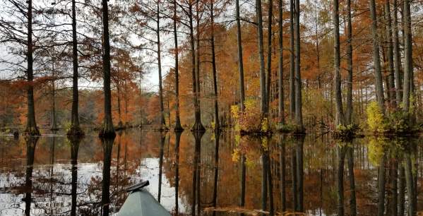 Fall Foliage: A Delaware Leaf Peeping Guide