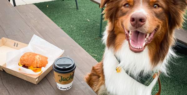 A medium-sized dog sitting on a picnic bench with its mouth open and a coffee and sandwich on the table in front of it