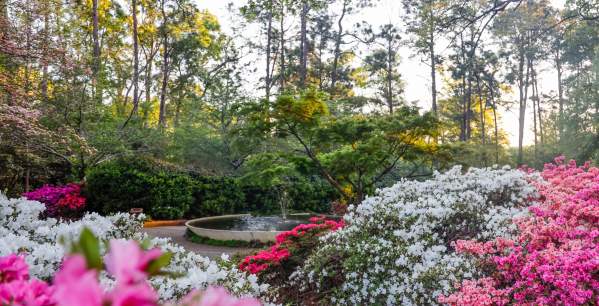 8 Fun Facts About Rock Hill's Glencairn Garden