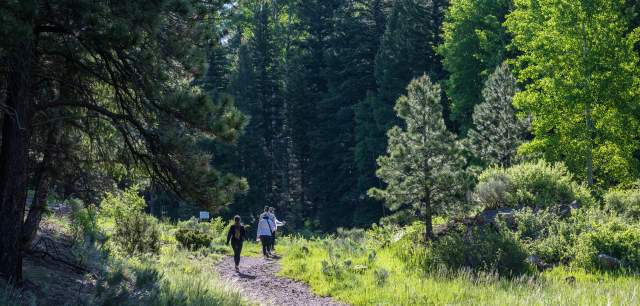 a few people walk up a dirt trail through green trees and bushes