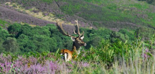 Cannock District Countryside National Landscape fallow deer in heather
