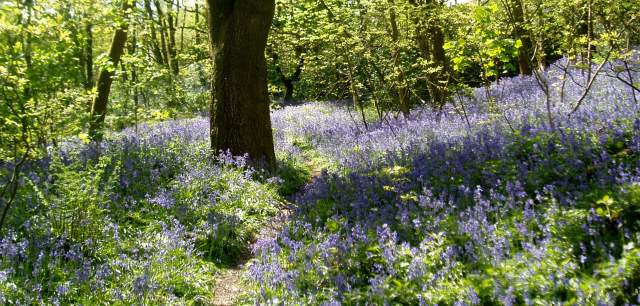 field of bluebells