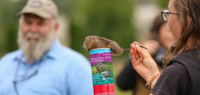 Trentham Estate water voles released wildlife conservation