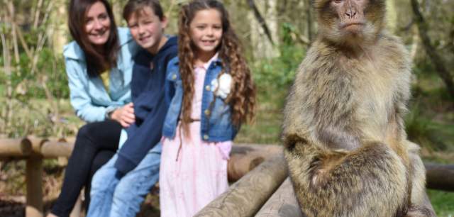 Trentham Monkey Forest monkey on bench visitors in background