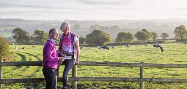 couple walking cows fields