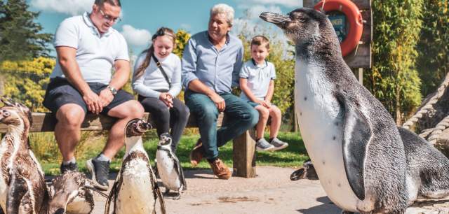 group of penguins with family on bench.jpeg