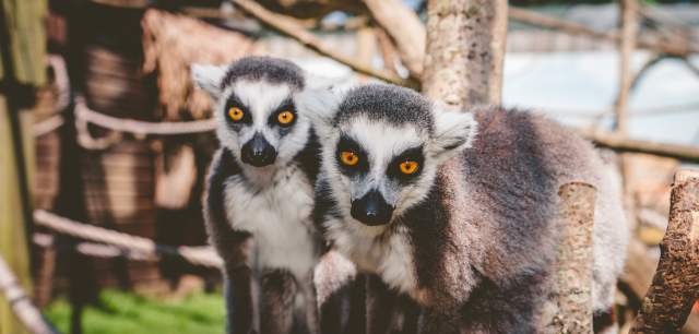 Wild  Zoological  Park  Image  of  two  lemurs