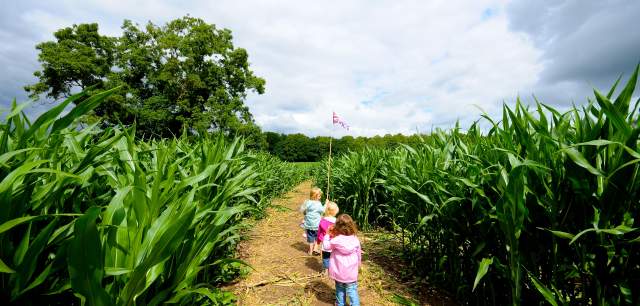Essington  Maize,  Maze children running  away  in  maze