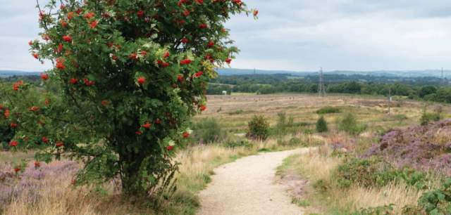 SMDC - Wetley Moor Common