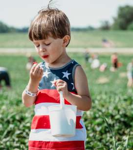 Boy Eating Strawberries Stades