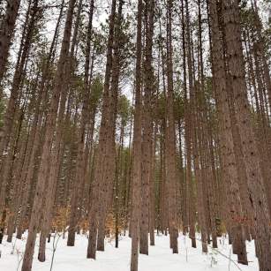 Hartwick Pines Trees Winter
