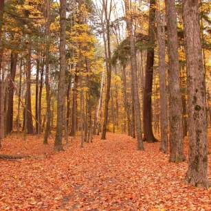 Fall trail at Hartwick Pines