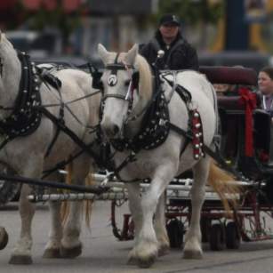 Horse and Carriage Christmas Walk