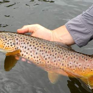Fly Fishing