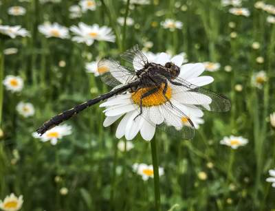Daisy & Dragonfly