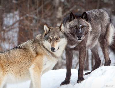 International Wolf Center