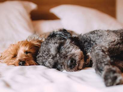 2 dogs sleeping on bed