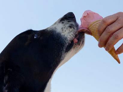dog licking ice cream cone