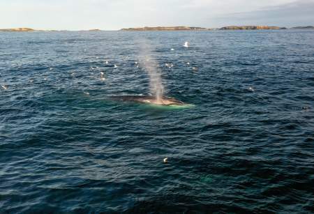 A bumper year for flippers and feathers