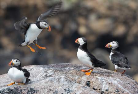 The Puffins Return