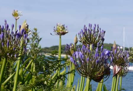 An Island Garden