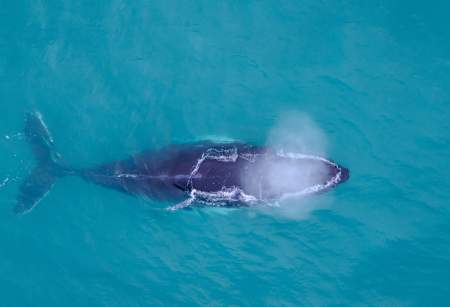 A Whale of An Adventure!