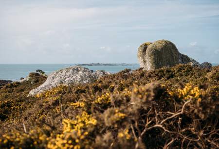 From Gorse to Glass: The Wild Wingletang Gin Story