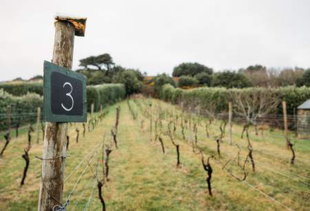 The Accidental Winemakers of the Isles of Scilly