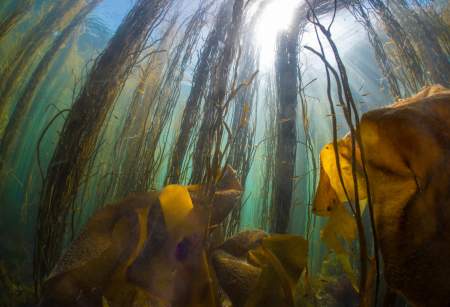 Beneath the Waves