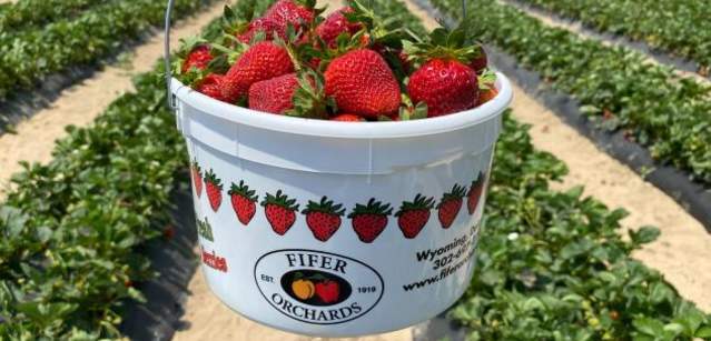 Strawberries at Fifer Orchards