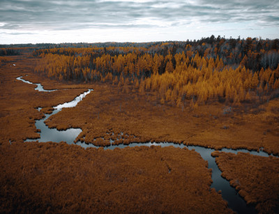 Marsh in the Fall