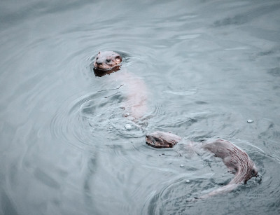 Otter