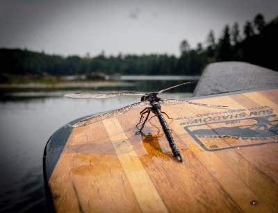 Paddle & Dragonfly