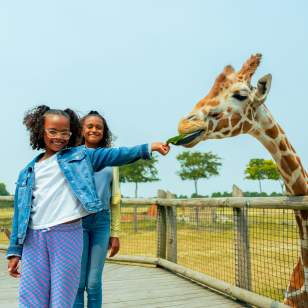 Girl feeding giraffe at zoo