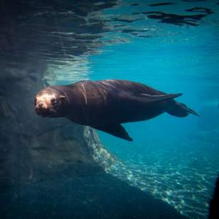 Sea Lion Adventure Cove