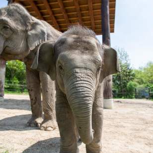 Baby elephant at the Columbus Zoo & Aquarium