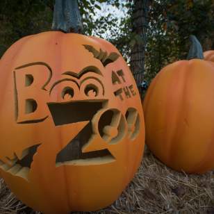 Boo at the Zoo carved pumpkins