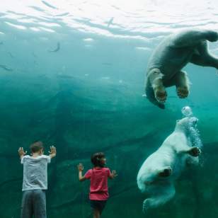 Polar Frontier - Columbus Zoo