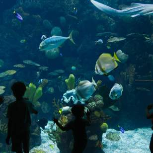 Kids looking through the glass at the Columbus Zoo's Aquarium