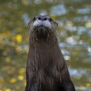 A wet river otter stands upright on a log, gazing curiously ahead with water droplets on its whiskers and fur.