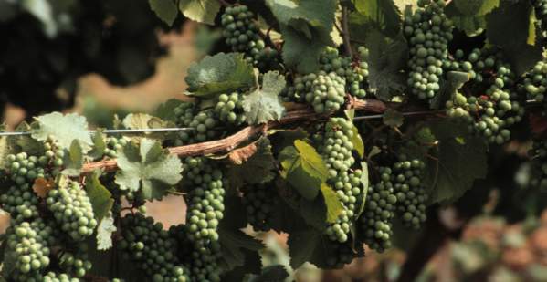 Pinot Grapes in the Vineyard