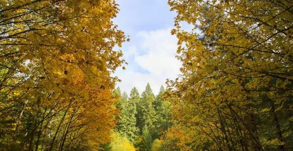 Aufderheide Drive Designated Oregon's 18th Scenic Bikeway
